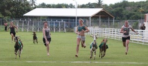 goat raceing 2